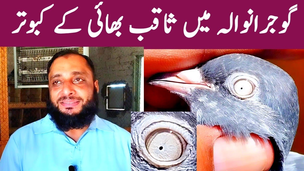 Gujranwala main saqib bhai k kabootar || finished the pigeon setup || @amjadaliofficial528