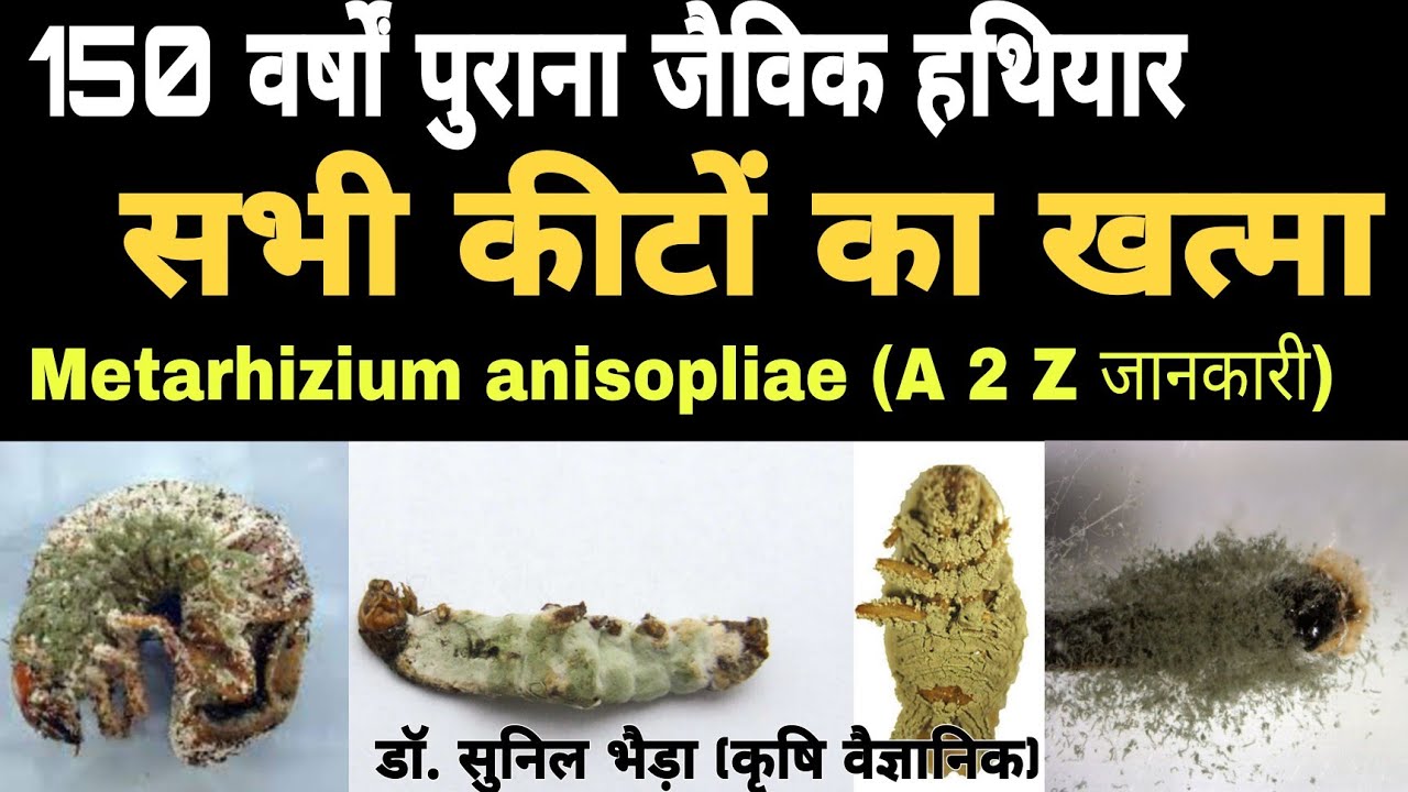 जैविक मित्र फफूंद 