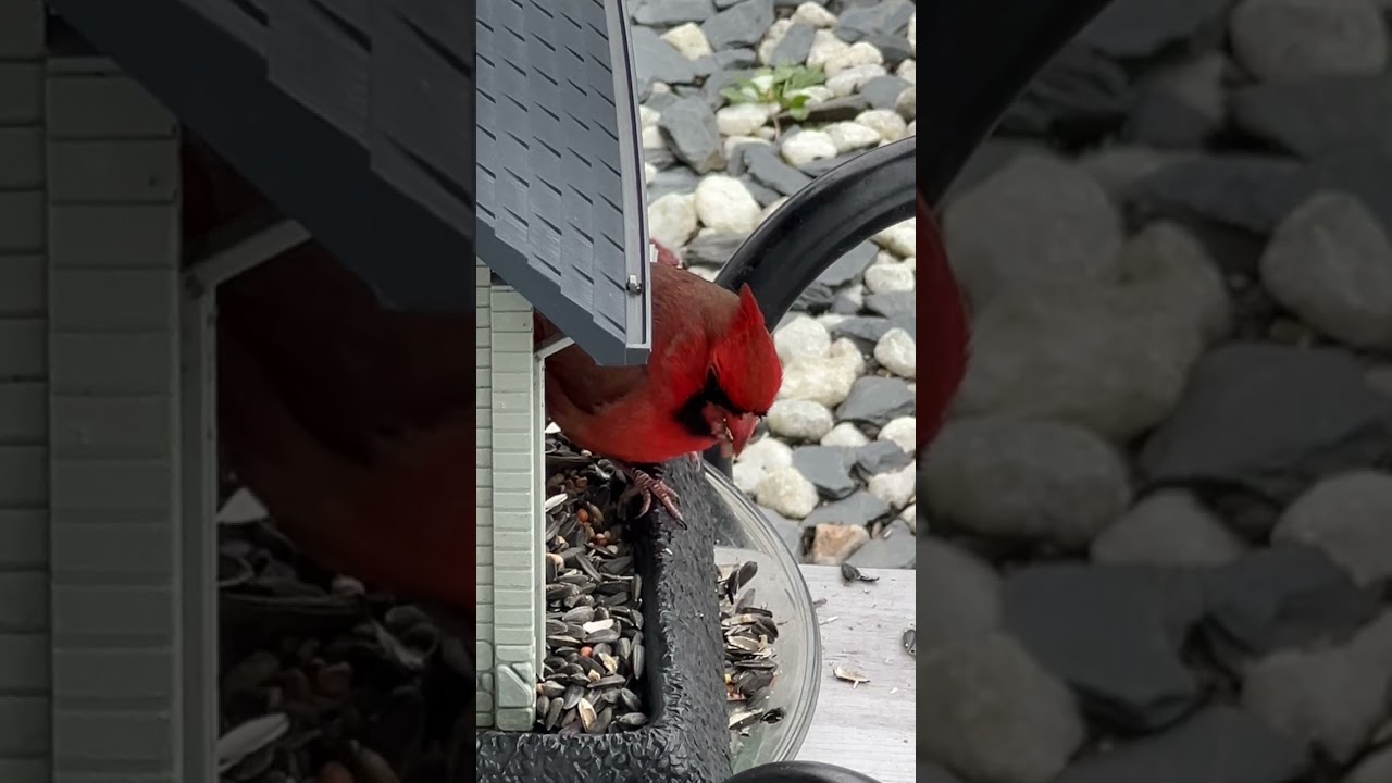 ❤️red cardinal❤️🥰#backyard#nature#birds