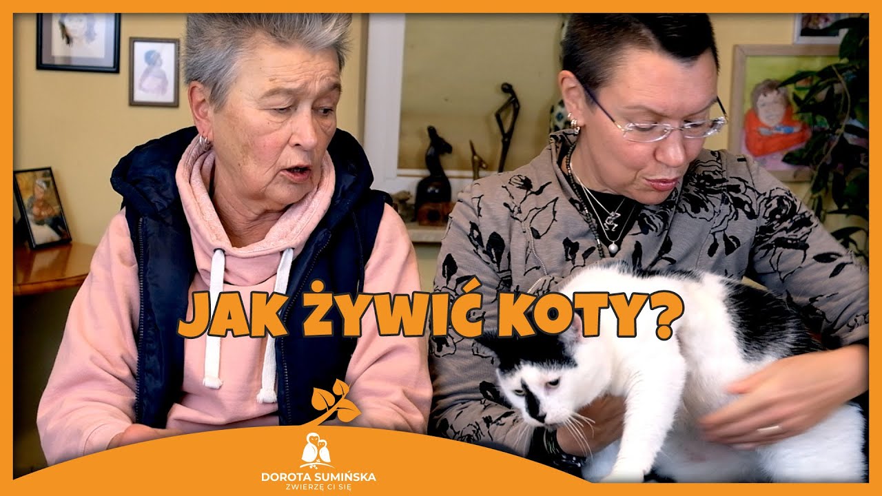 Jak żywić koty?