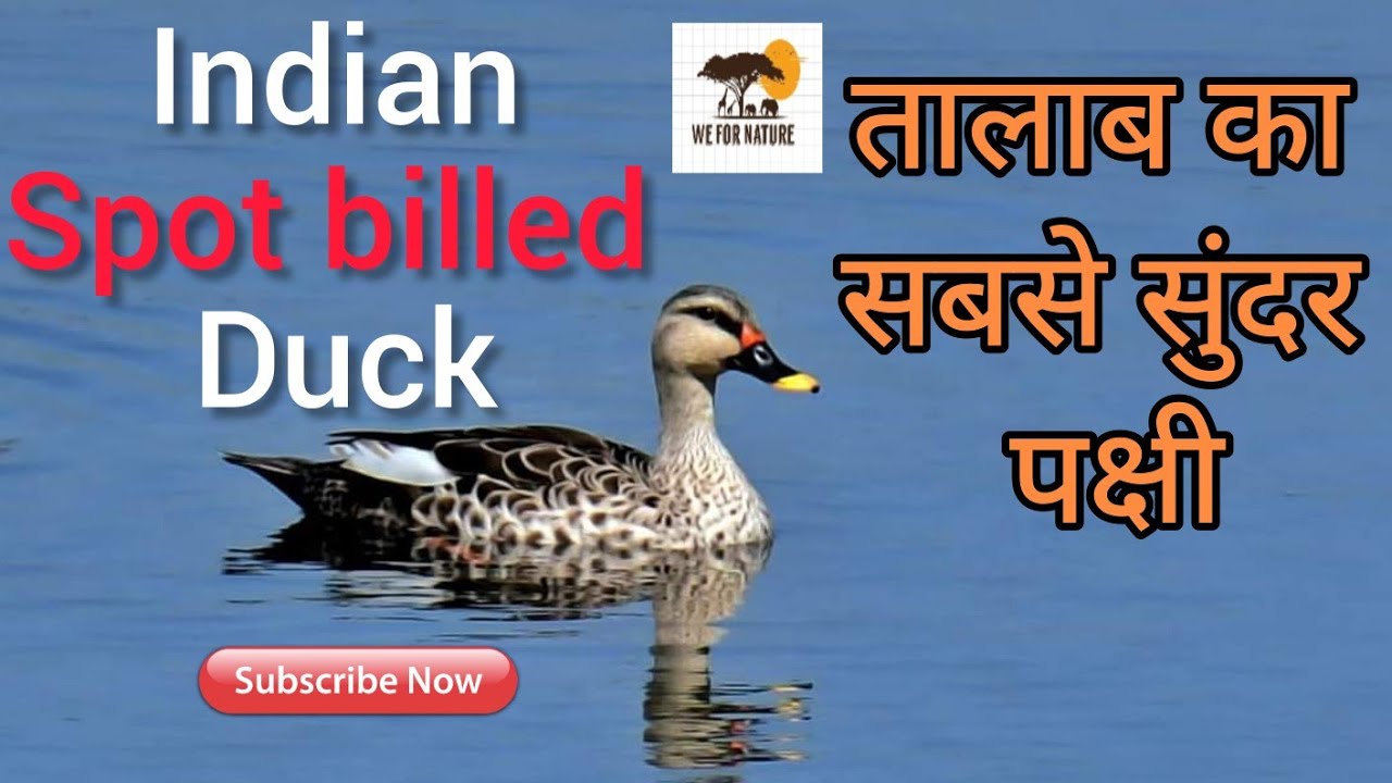 Indian Spot billed duck  - गुगरल