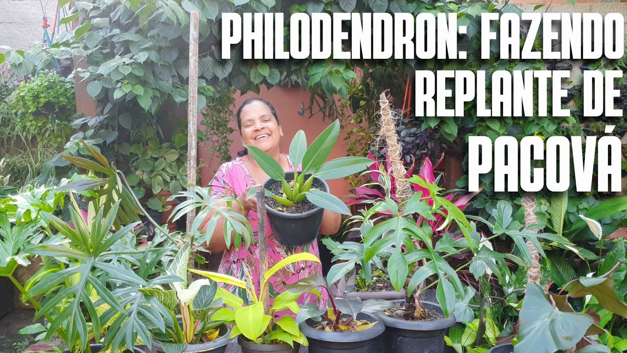 PHILODENDRON: REPLANTE DE PACOVÁ | MINHA COLEÇÃO DE FILODENDROS | DICAS DE CULTIVO DO FILODENDROS
