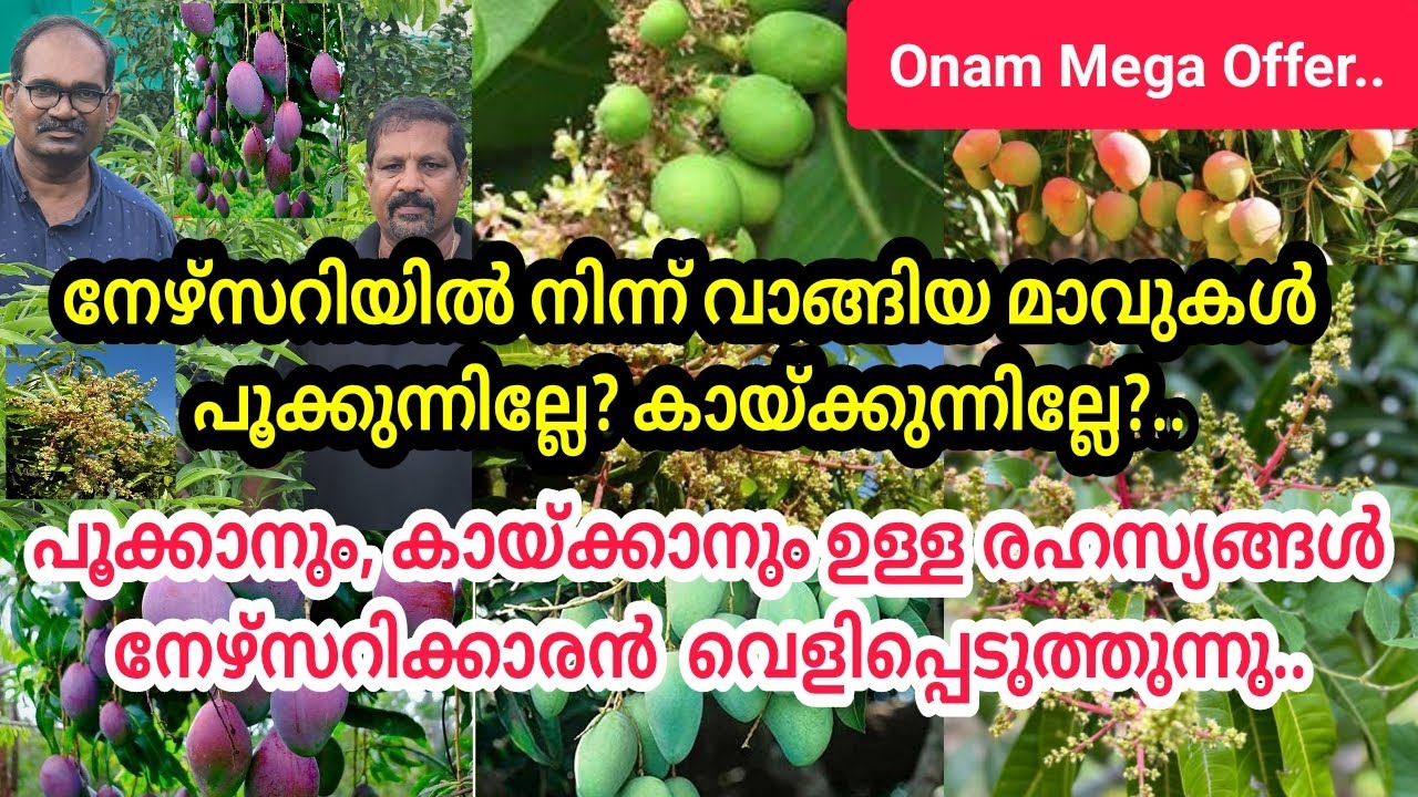 മാവുകൾ പൂക്കാനും, കായ്ക്കാനും ഉള്ള രഹസ്യങ്ങൾ നേഴ്സറിക്കാരൻ വെളിപ്പെടുത്തുന്നു/ഓണം മെഗാ ഓഫർ സെയിൽ..