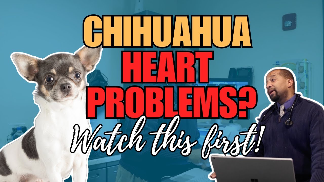 Chihuahua Heart Problems? Watch This First!