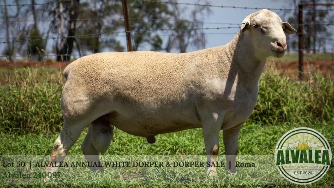 Lot 50 - Alvalea 240097 - Alvalea White Dorper & Dorper Sale - 13th March 2026 - Roma Qld
