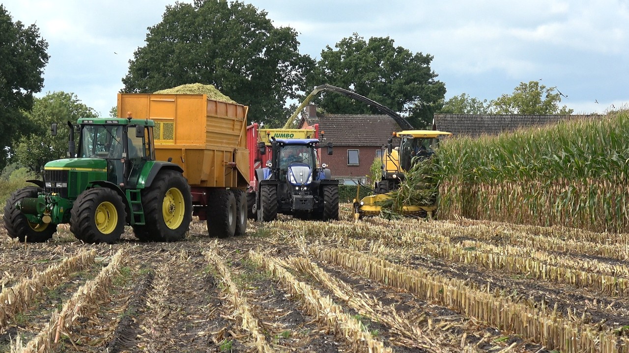 Loonbedrijf Jansen & Hogeman aan het mais hakselen voor Kamphuis, dag 2 van de oogst (2025)