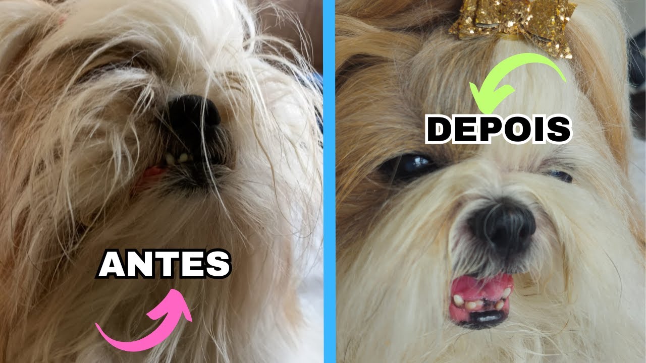 ELIMINE o cheiro de CHEETOS do SHIH TZU *5 PASSOS SIMPLES