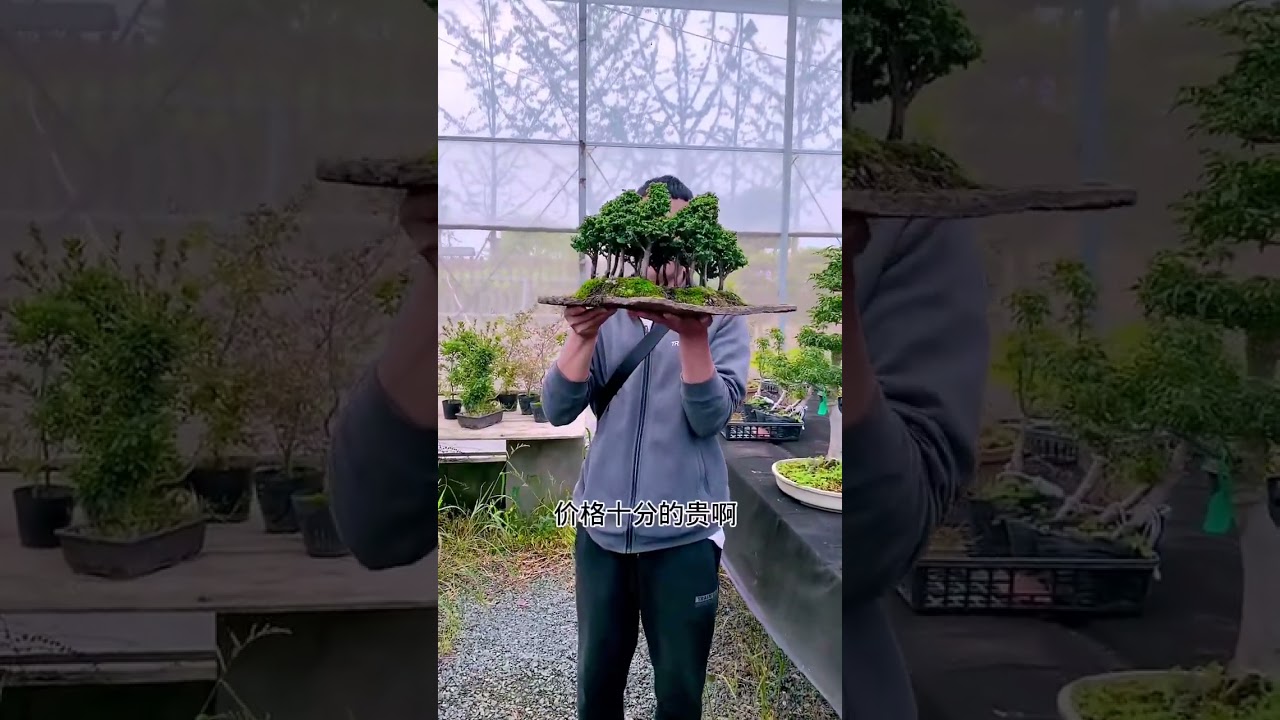 非常贵的石化桧