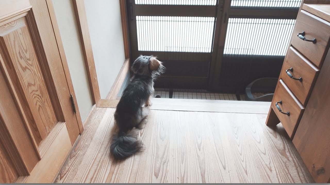 パパの帰宅に大喜びの犬が可愛いです【カニンヘンダックスのレアと三毛猫ルナ】
