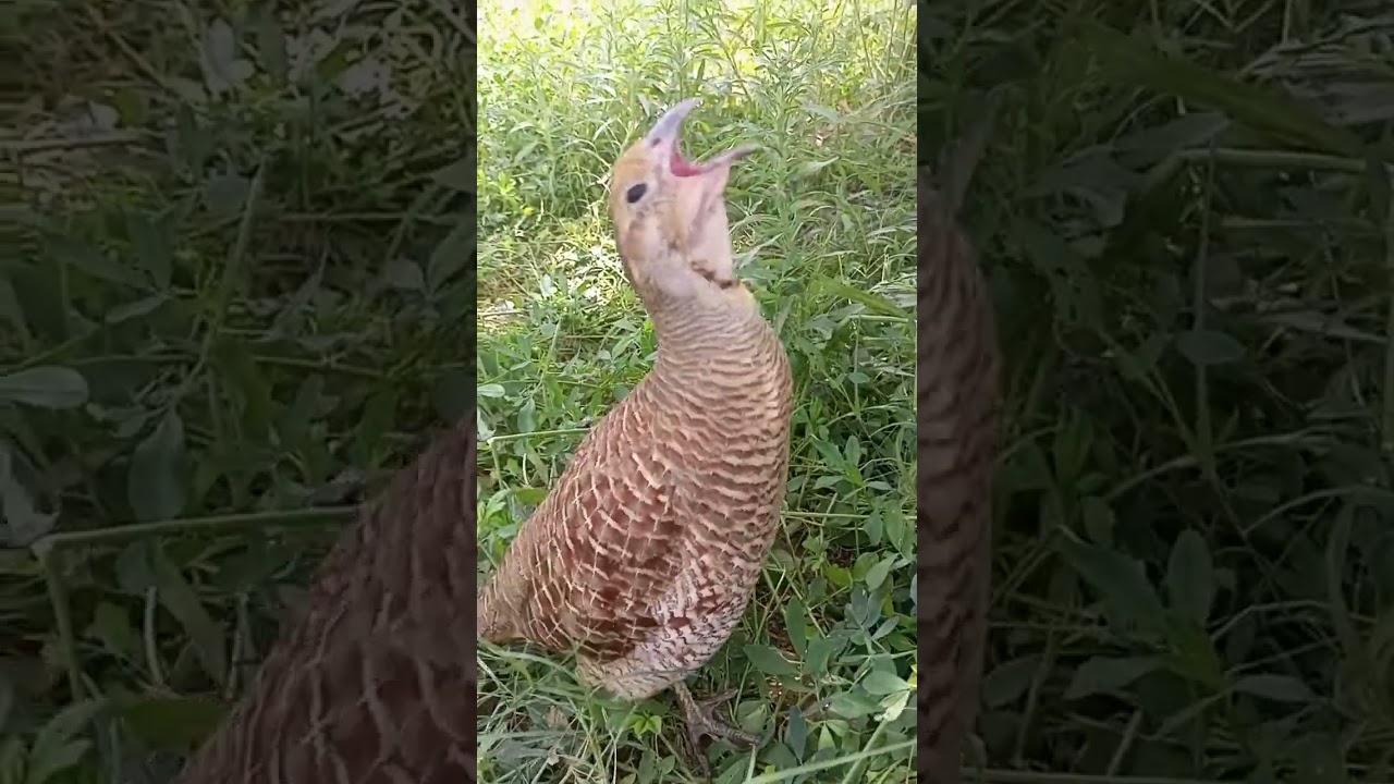 Jungli teetar ki awaz -Teetar ki voice