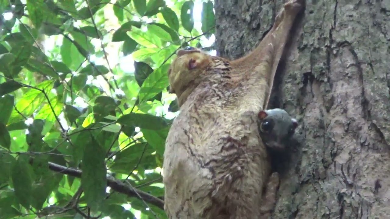 Baby Flying Lemur (Malayan Colugo) in Singapore