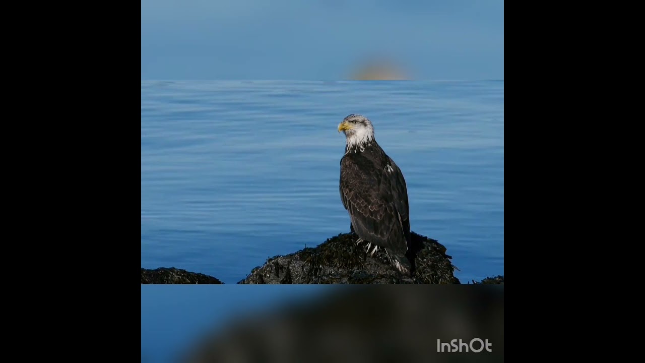 Sonido para ahuyentar palomas
