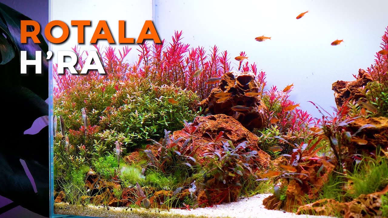 Rotala H'ra | 6 Months of Growth