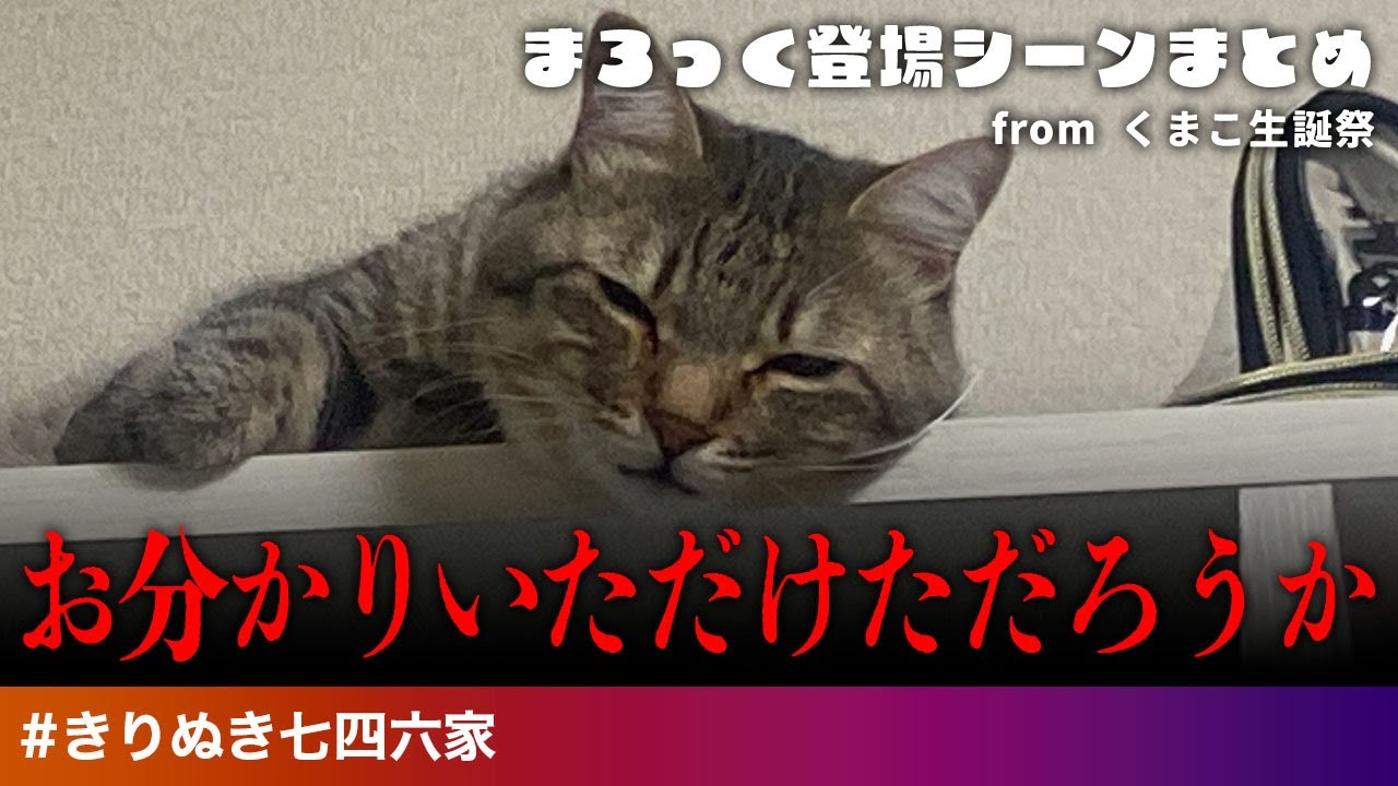 七四六家の保護猫（現・くまこ家の猫）のまろっく登場シーン from くまこ生誕祭（2023.9.17） 
