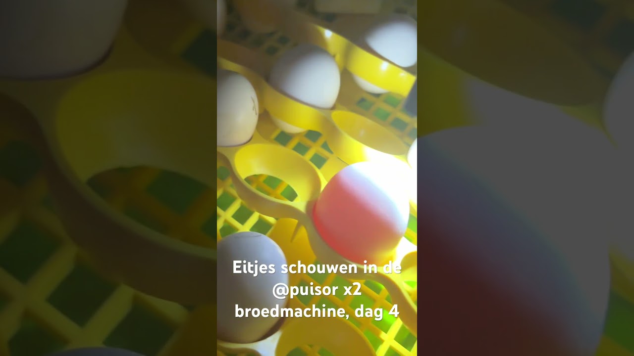 #dag 4 in de broedmachine 10 eitjes bevrucht  van een Cochin.  Puisor x2