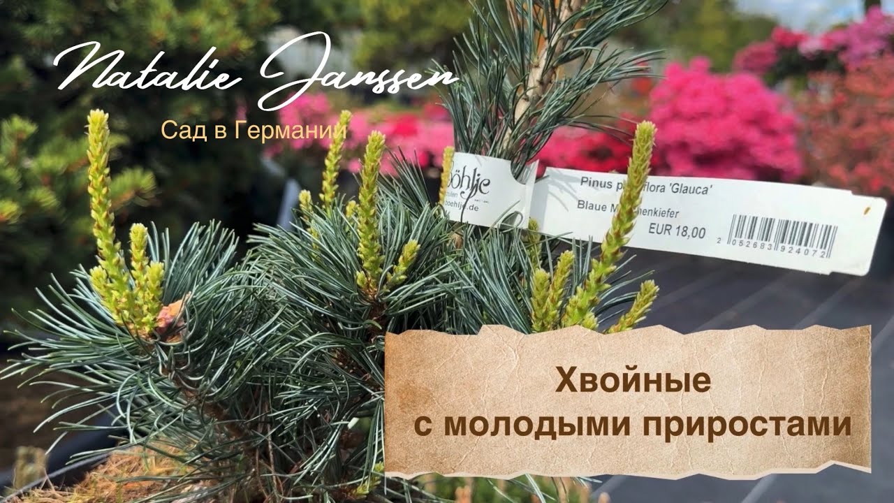 Ассортимент ХВОЙНЫХ в питомнике 🌲 Молодые приросты хвойных 🌲