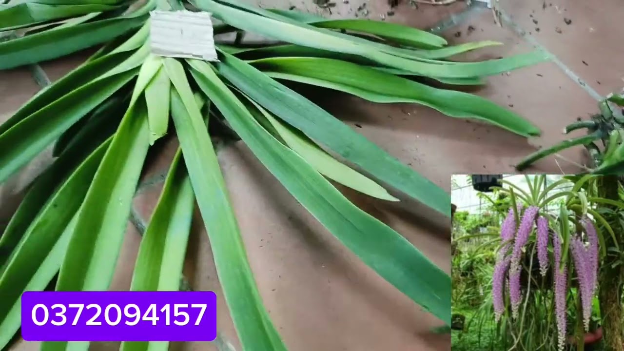 9/3 THANH MAI BÁN ĐUÔI CHỒN RỪNG ĐÃ THUẦN, NHẠN HỒ ĐIỆP 0372094157 || PHONG LAN RỪNG