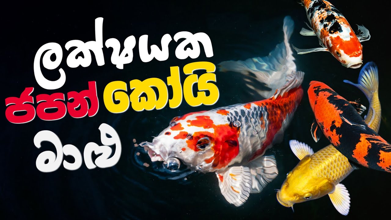 රුපියල් ලක්ශයක් වටින ජපන් කෝයි මාළු අලුත් පොන්ඩ් එකට...