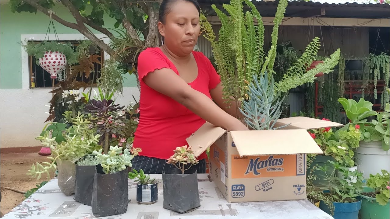 Les muestro lo que compré en el vivero mientras trasplantamos juntos 🪴