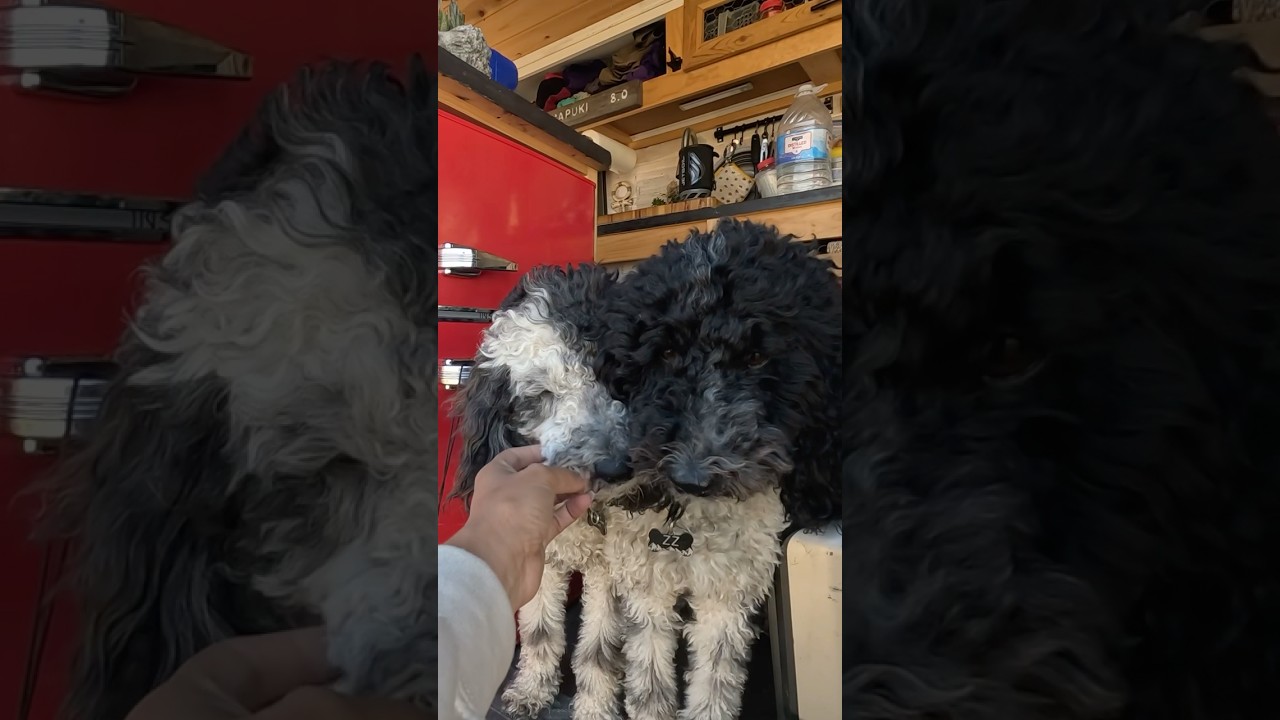 Van life Dogs 