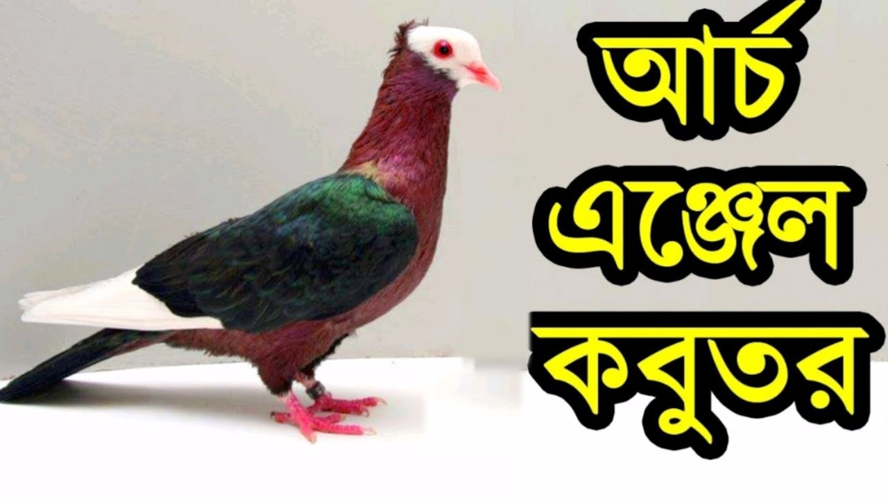 Top most beautiful unique exotic fancy pigeon in the world | Archangel pigeons loft | Pigeon videos