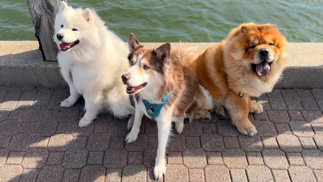 Chow Chow goes on play date with Samoyed and Husky