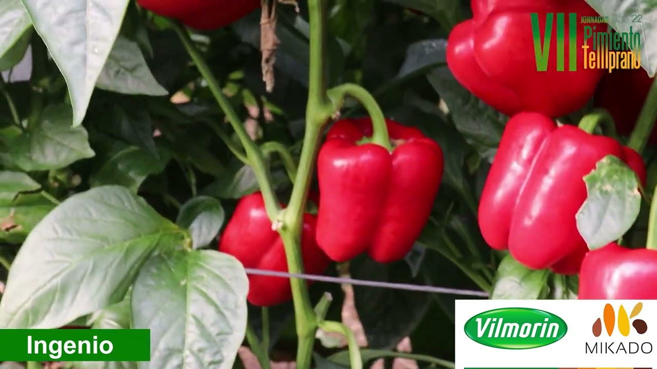 VII Jornadas Pimiento Temprano Vilmorin-Mikado || Nyostar, Ingenio y Nyobi