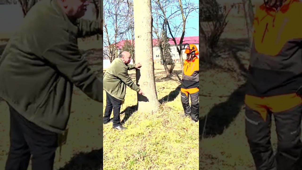 Lecție demonstrativă Doborârea arborilor