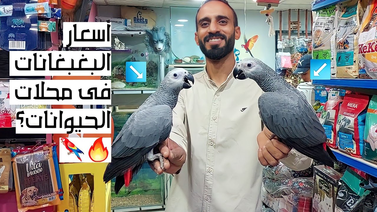 اسعاار البغبغانات فى محلات الحيوانات بالتفصييل زنجبارى درة اكليكتوس صن كونيور كويكر كوكتيل عصافير و