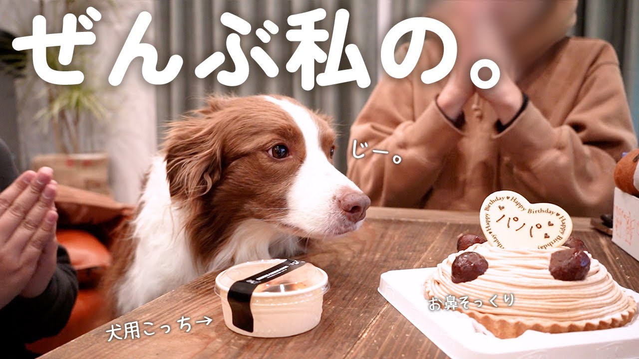 家族の誕生日なのに自分が主役だと思ってるボーダーコリーが可愛い(笑)