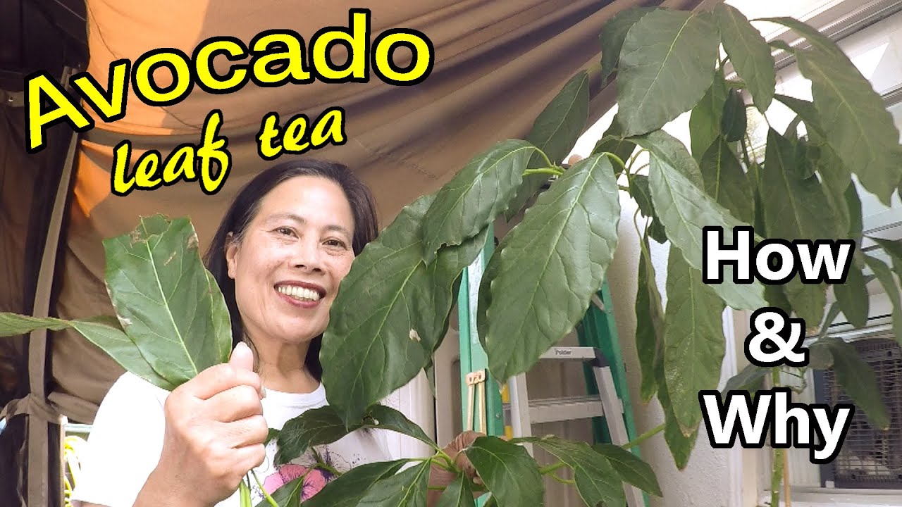 Avocado Leaf Tea? Yes! How And Why