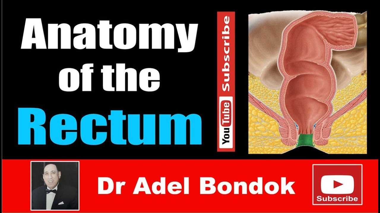 Anatomy of the Rectum, Dr Adel Bondok Making Anatomy Easy