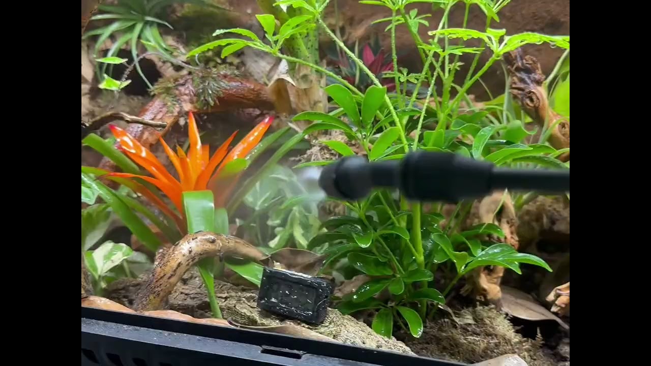 Meet the Kritters: Episode 1 - Dendrobates Tinctorius Tumucumaque &ldquo;Peacock Tinc&rdquo;