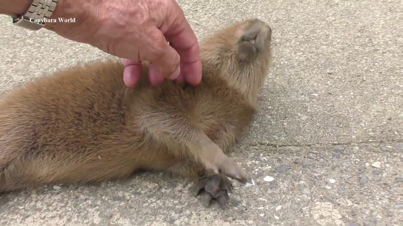This Is Why People Adore Capybaras 誰もが赤ちゃんカピバラを愛する理由 為什麼每個人都喜歡小水豚