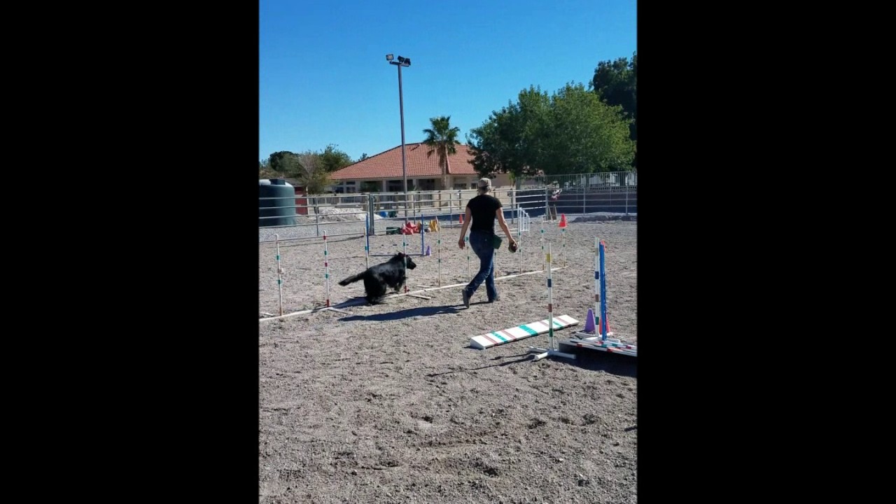 Deb & Draper agility training 11/2/16