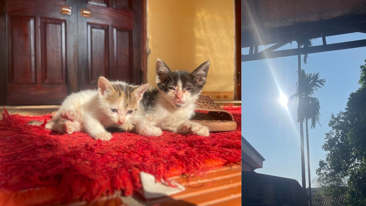 Два спасенных котенка впервые почувствовали тепло солнечных лучей в своем новом любящем доме ☀️🐱