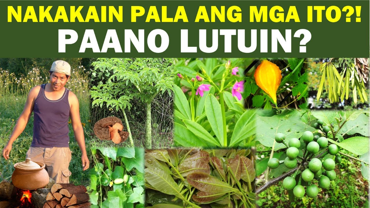 AKALA NATIN MGA DAMO LANG!!! NAKAKAIN PALA!!! PAANO LUTUIN?!!! Vegetable Gardening.