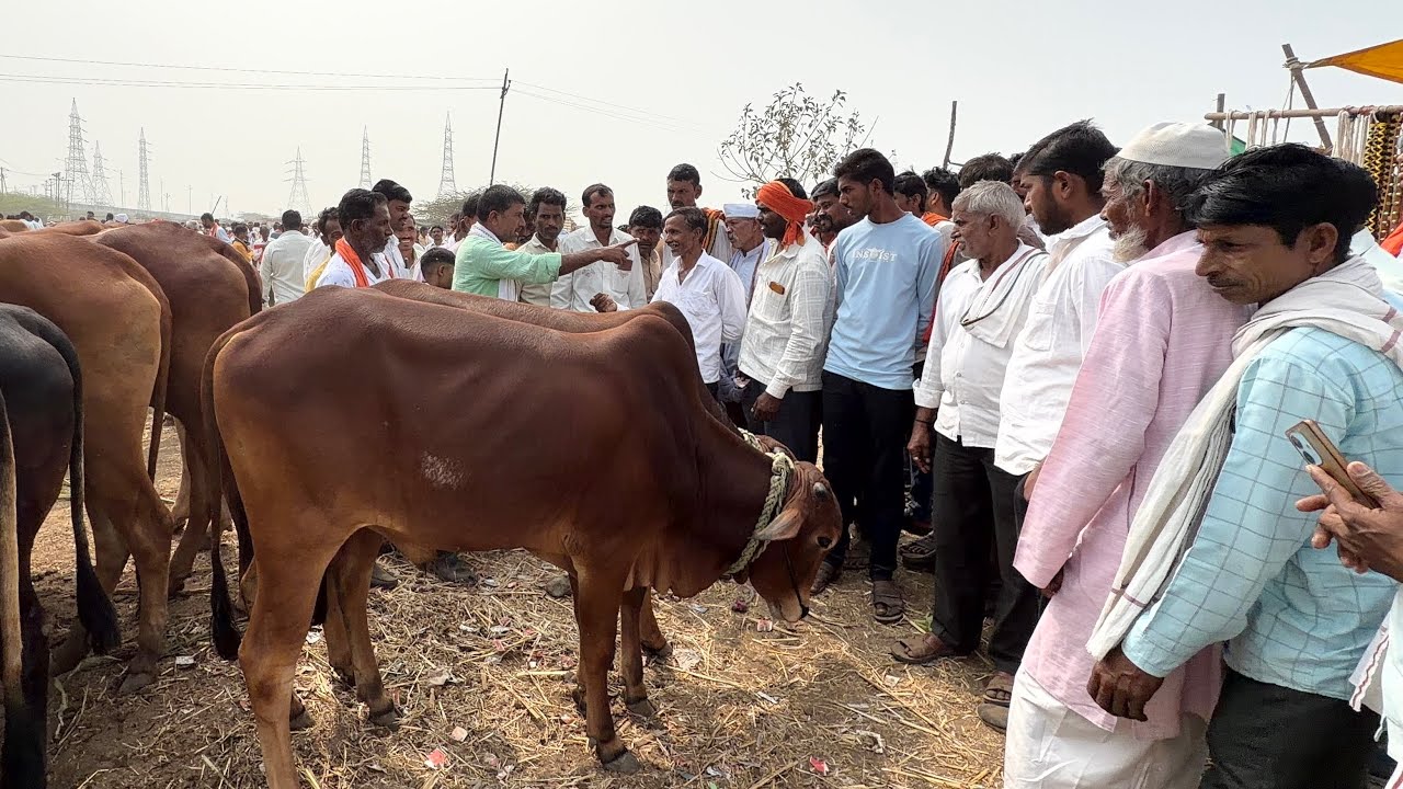 कामठा बैल बाजार । 31 जानेवारी 2026 ।  बैल बाजार LIVE सौदा । बैल बाजार सौदा