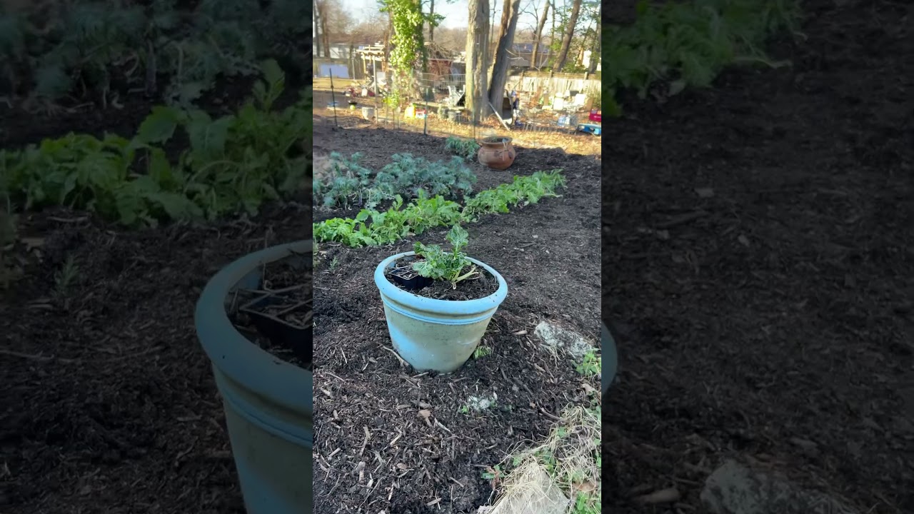 Heavy mulch no dig garden winter bed prep #gardening #garden #notillfarming
