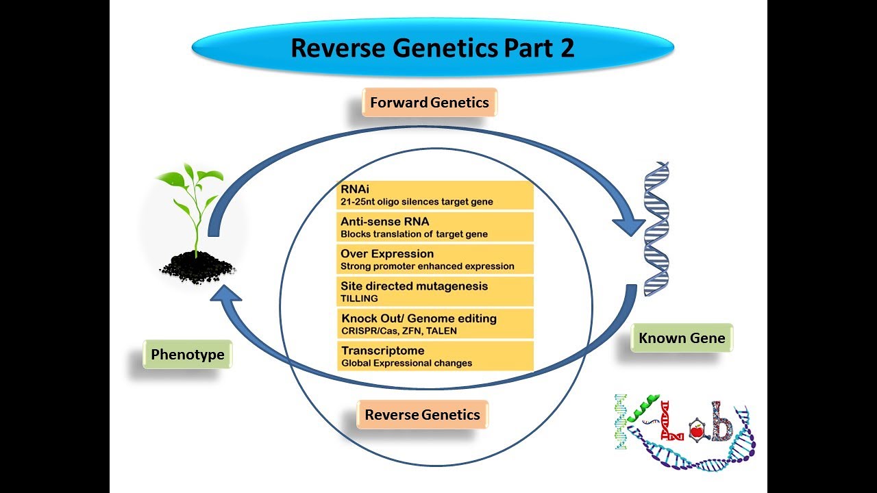 Reverse genetics Part 2/2 Gene Knockdown, Conditional/Conventional Knockout, Spatial/temporal Exprn