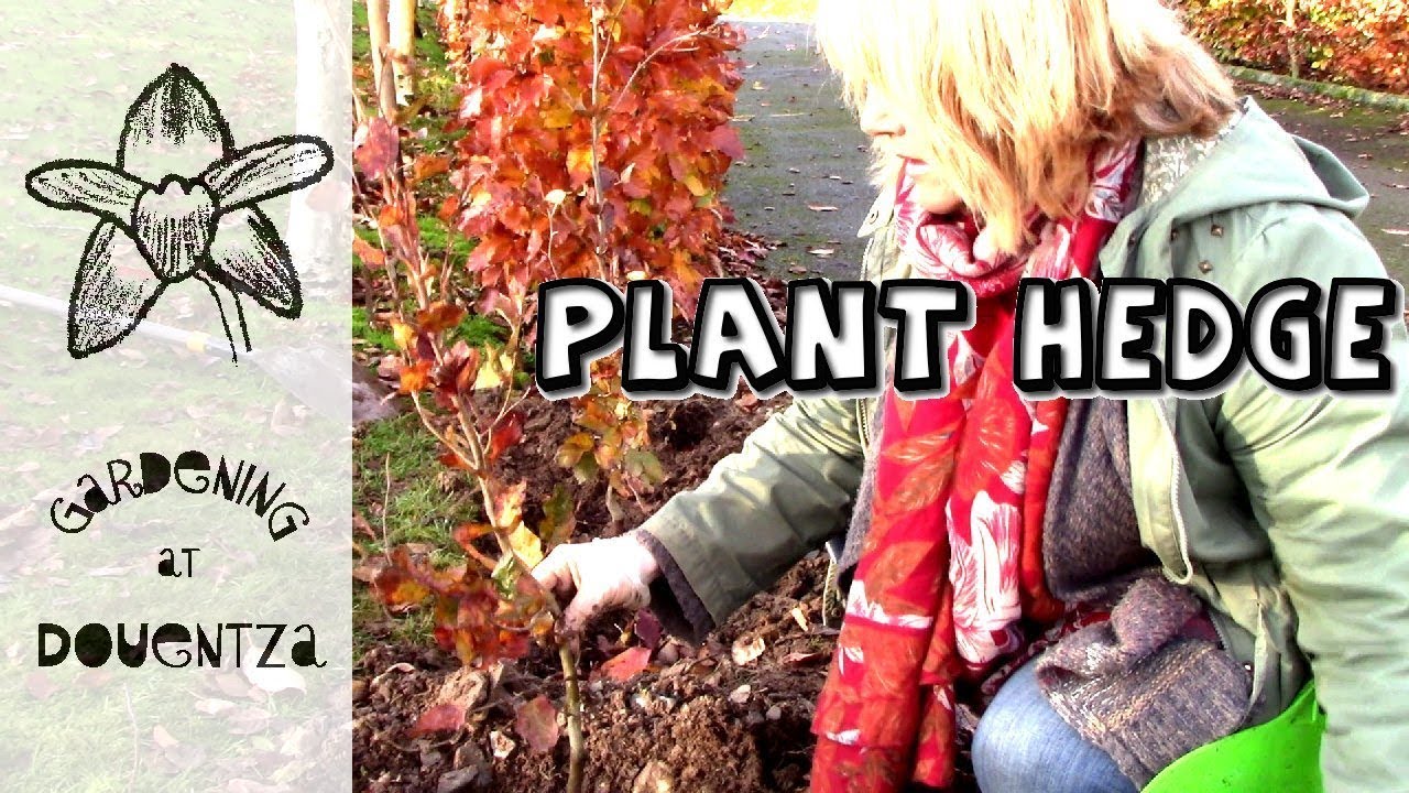 Planting a Bare-root Beech Hedge