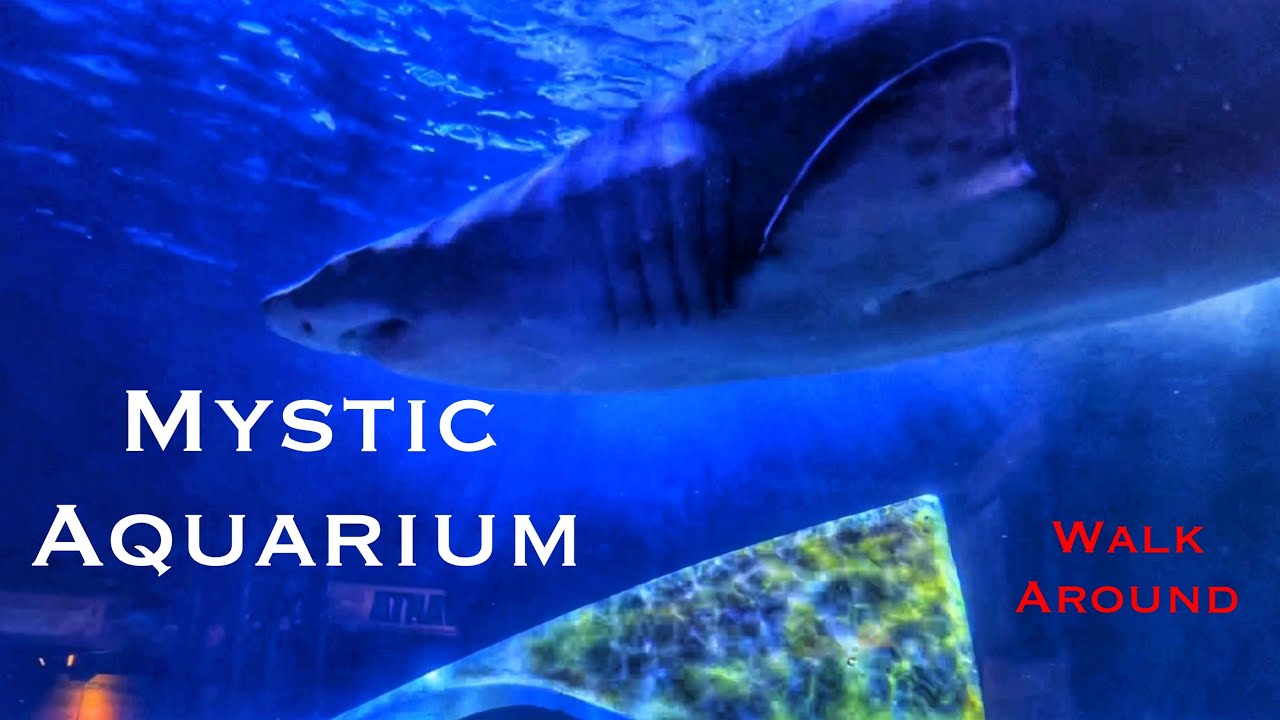 Mystic Aquarium - A Quick Walk Around