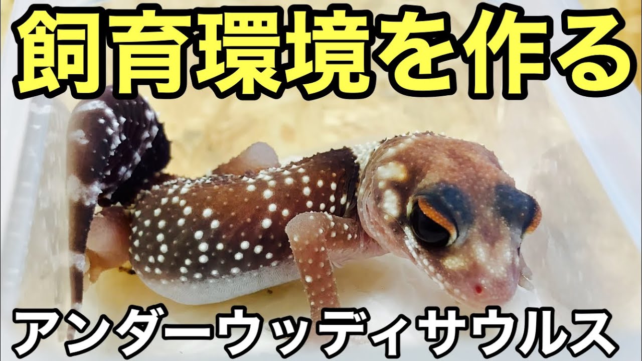 アンダーウッディーサウルスミリィの飼育環境を作ります【爬虫類】最後に少しだけコメント返答 東京レプタイルズワールドでお迎えした子です。