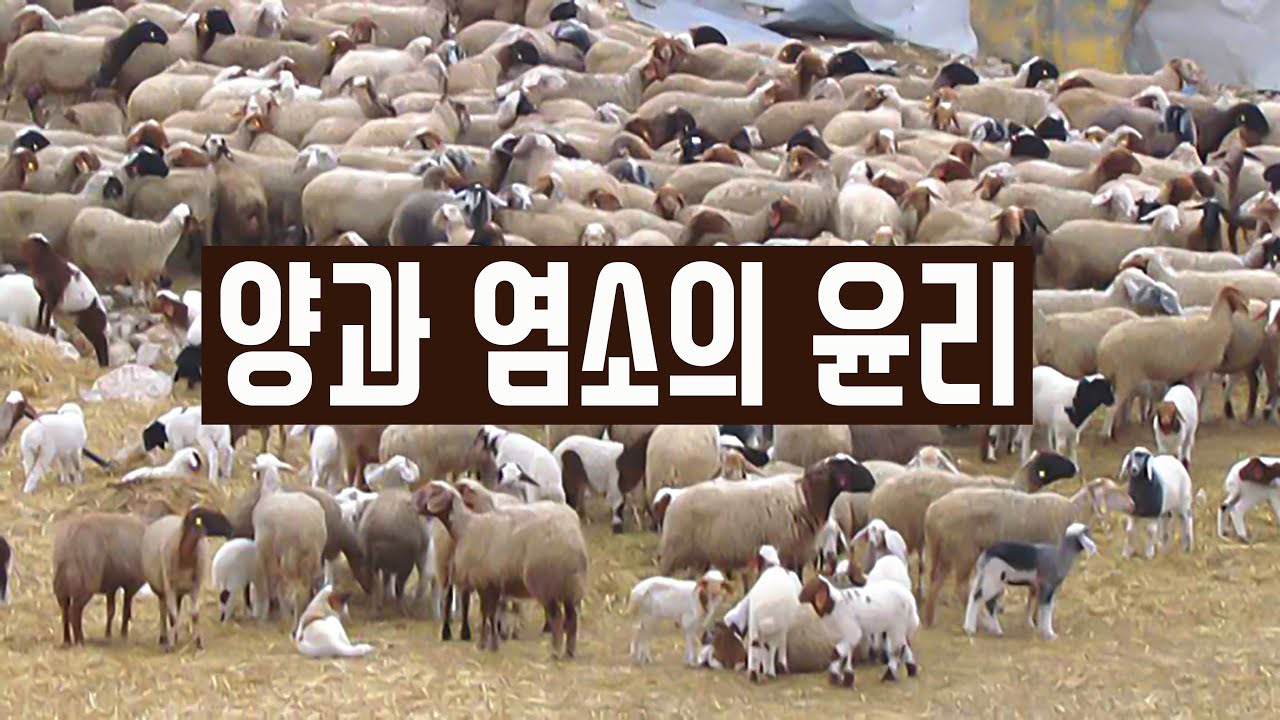 양과 염소 비유의 참된 뜻