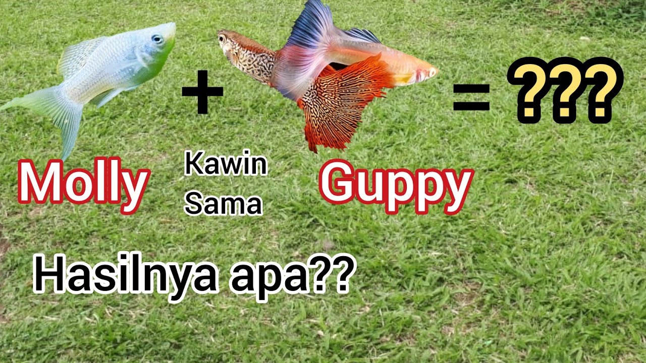 Ternyata Ikan Guppy bisa kawin sama Ikan Molly dan hasilnya??