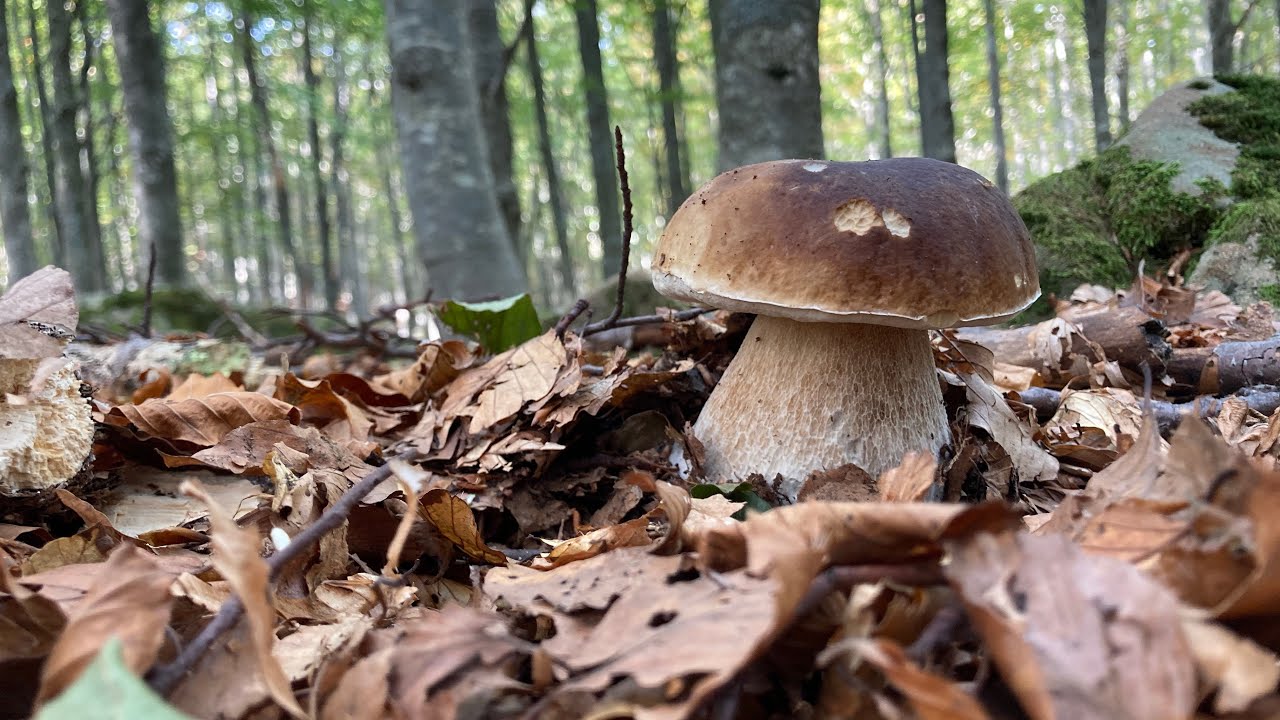 PORCINI 2023 - Giganti nei faggi!!