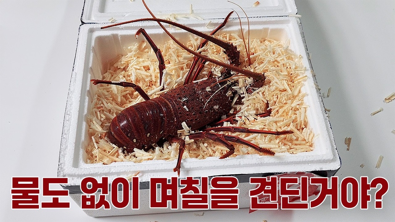 죽기전까지 늙지 않는 영생의 생물?! 택배로 주문한 크레이피시(닭새우)를 수조에서 6개월 간 키우면 벌어지는 신비한 일