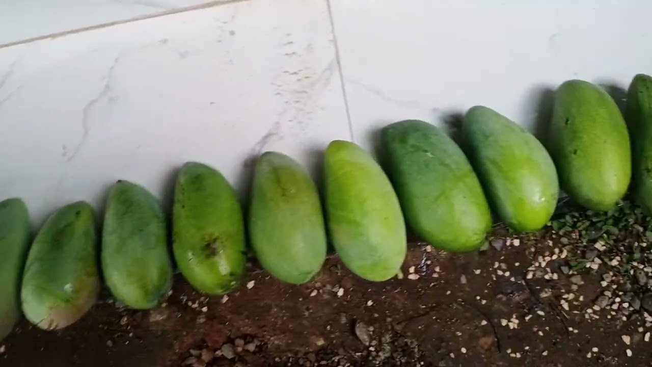 Panen mangga kiojay lagi ya gess..panen ke 5 ini.. Alhamdulillah bisa berbagi ke tetangga 