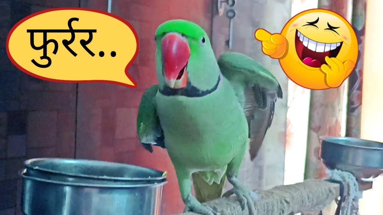 Pablo Mummy Papa ka Cute Beta Aaj sabko फुर्ररर Kar dega 😂😍