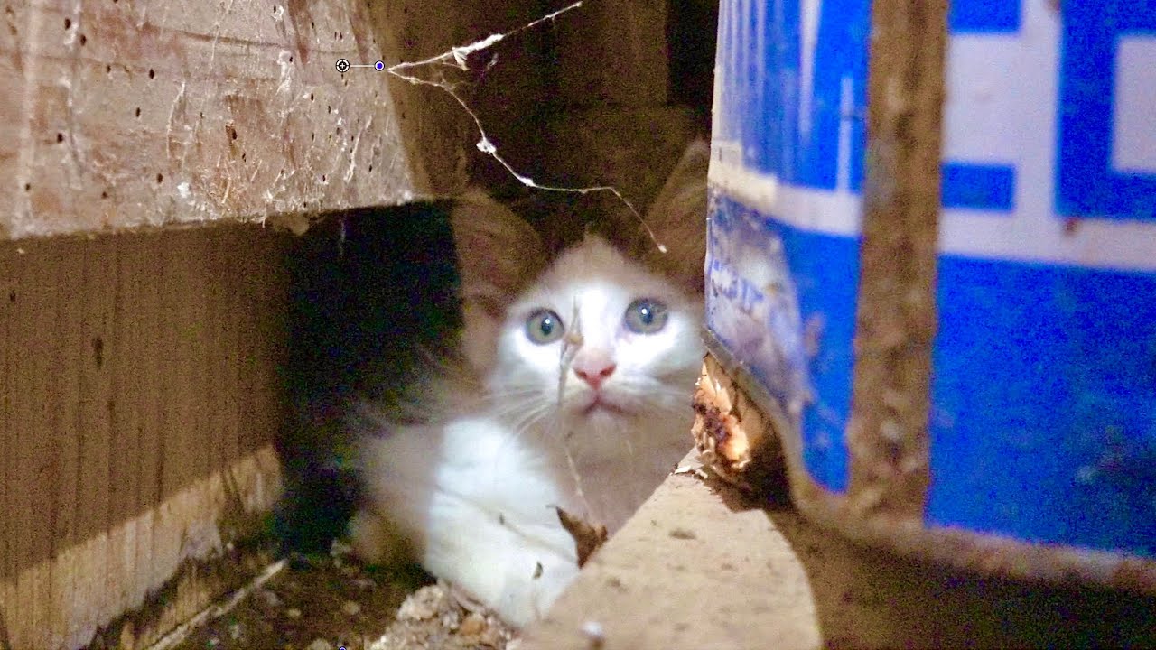 ZiCat Rescue